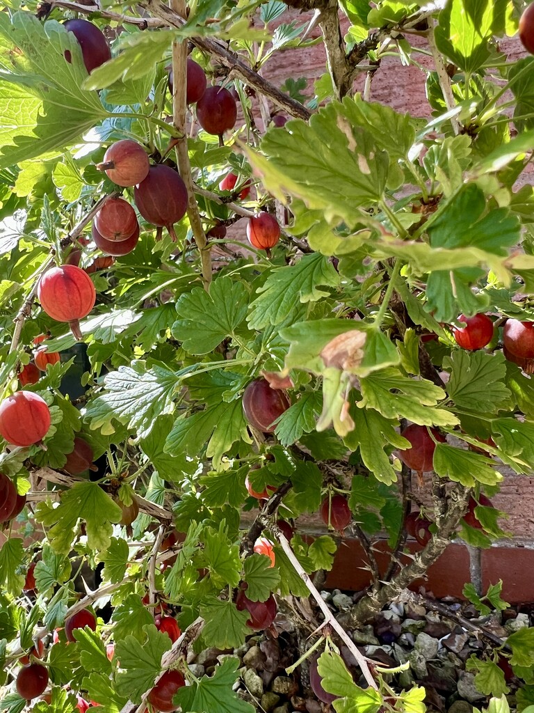 Gooseberry picking day by tinley23