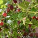 Gooseberry picking day by tinley23