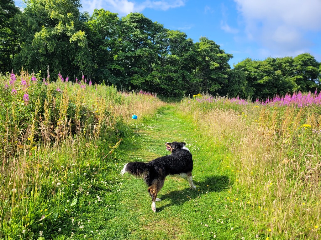 A sunny morning for ball fetching by clearday