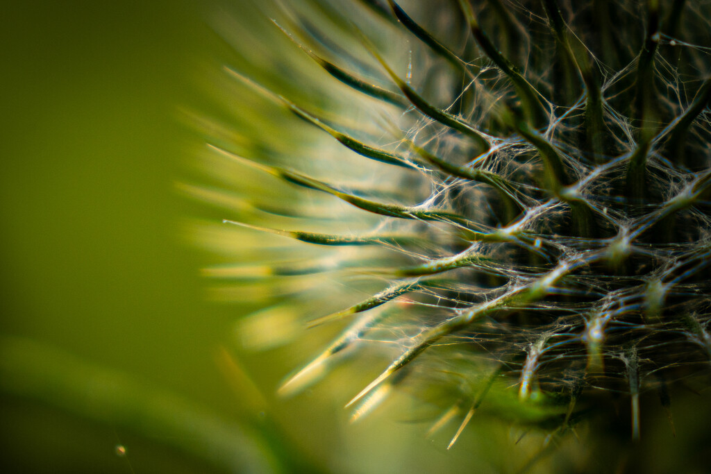 Thistle Macro by hannahcallier