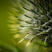 Thistle Macro by hannahcallier