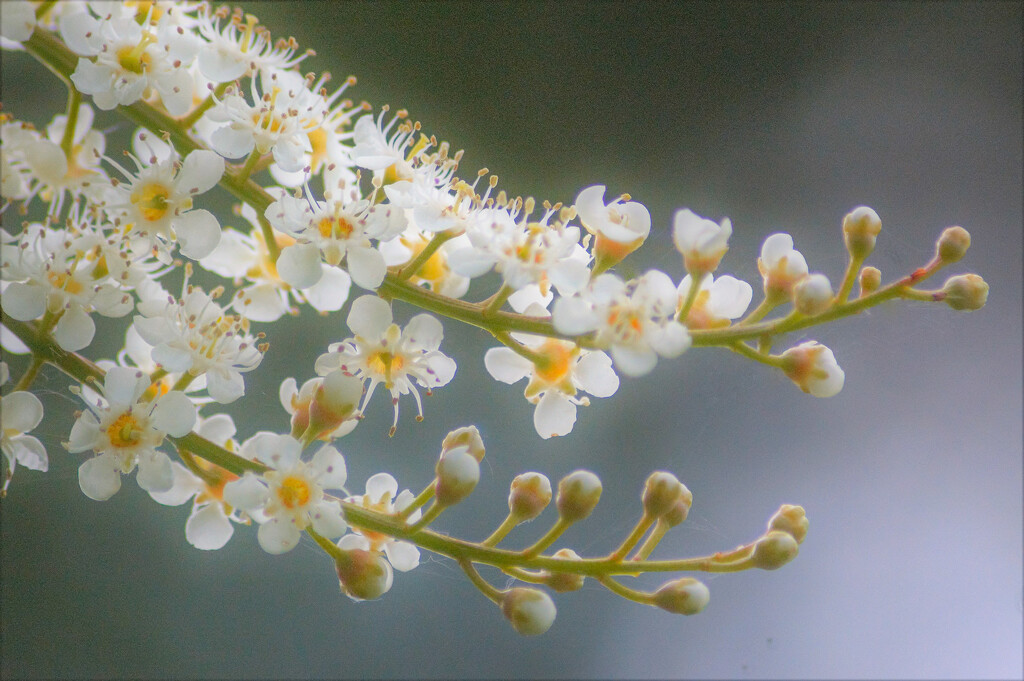 Soft Flowers by hannahcallier