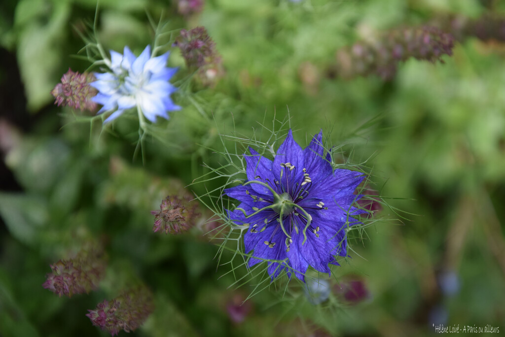 Nigella damascena by parisouailleurs