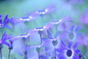 17th Jul 2024 - Garden Senetti......