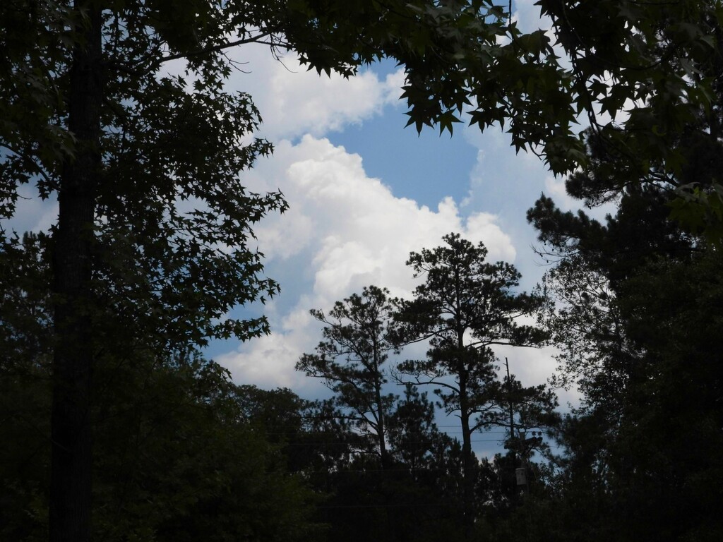 Trees and sky... by marlboromaam