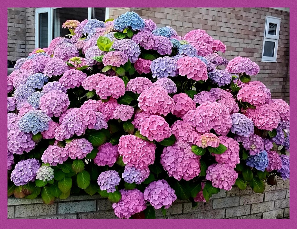 Beautiful Hydrangeas  by grace55