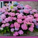 Beautiful Hydrangeas  by grace55