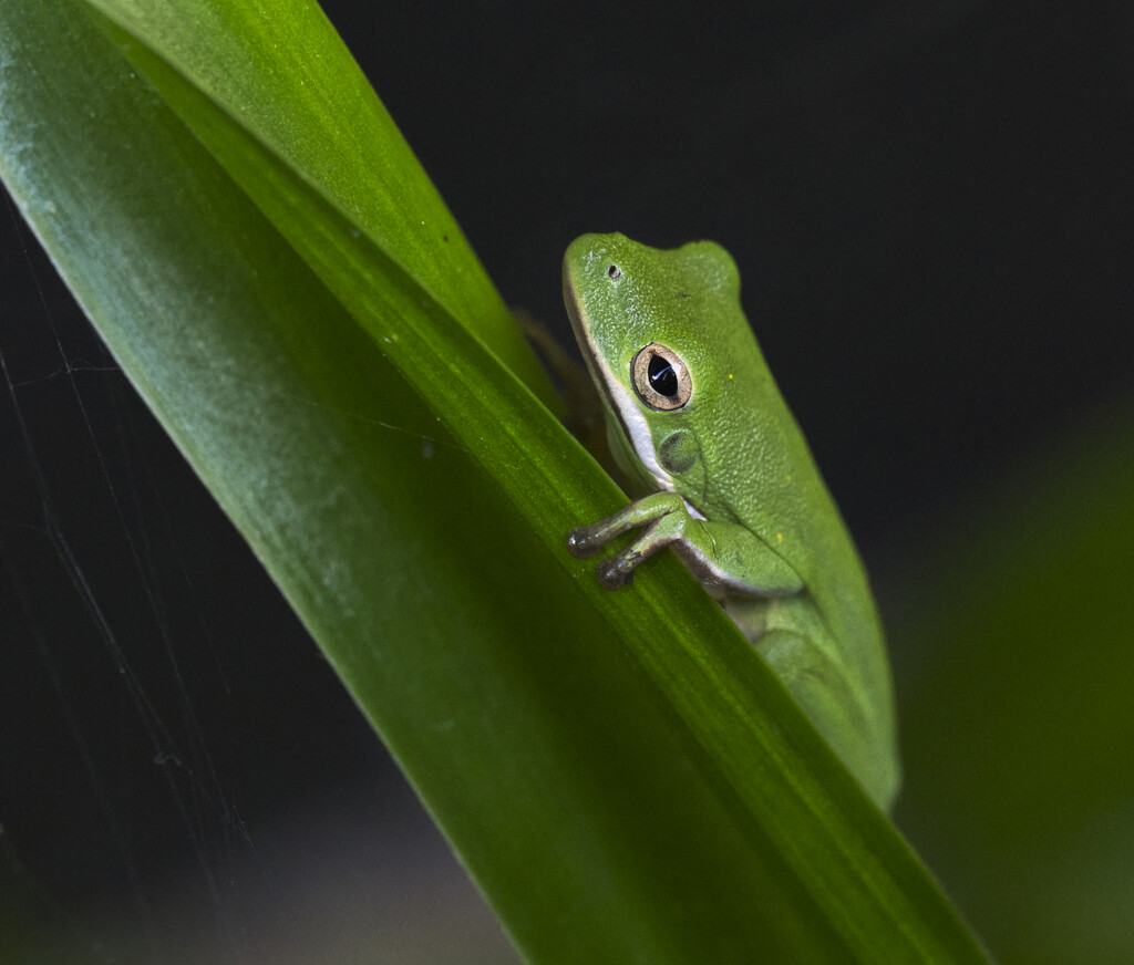 A lurking tree frog by peachfront