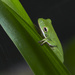 A lurking tree frog by peachfront