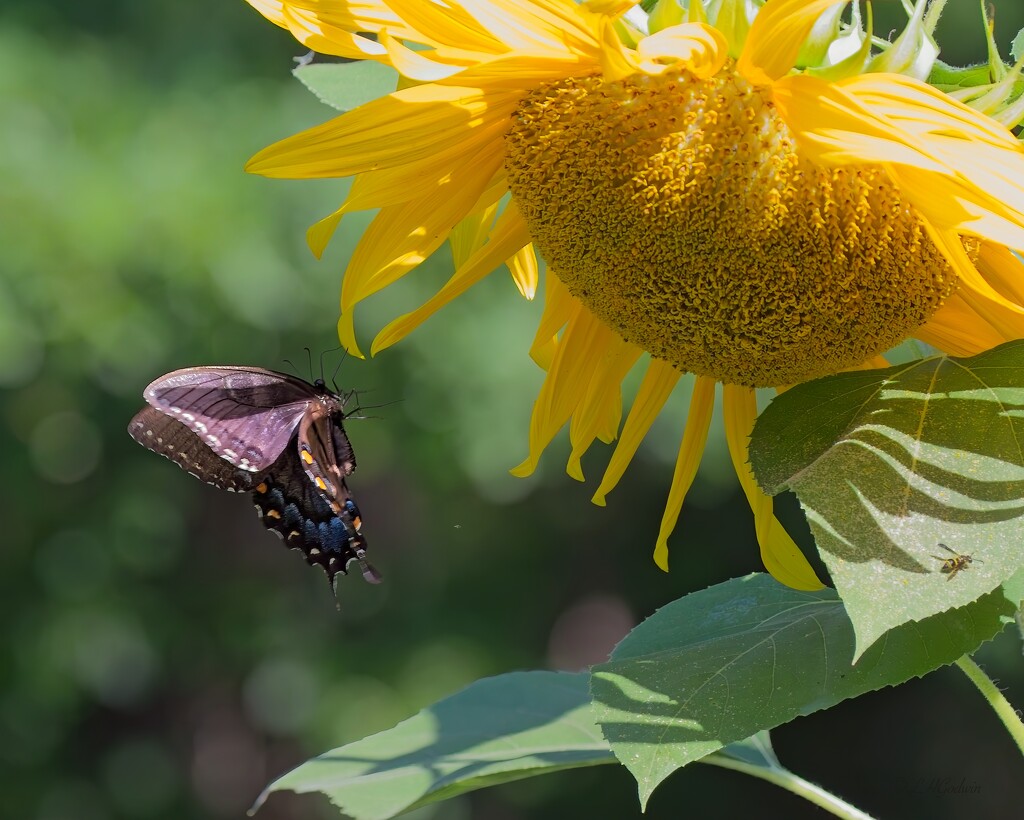 LHG_2216 Pipevine reaches sunflowers by rontu