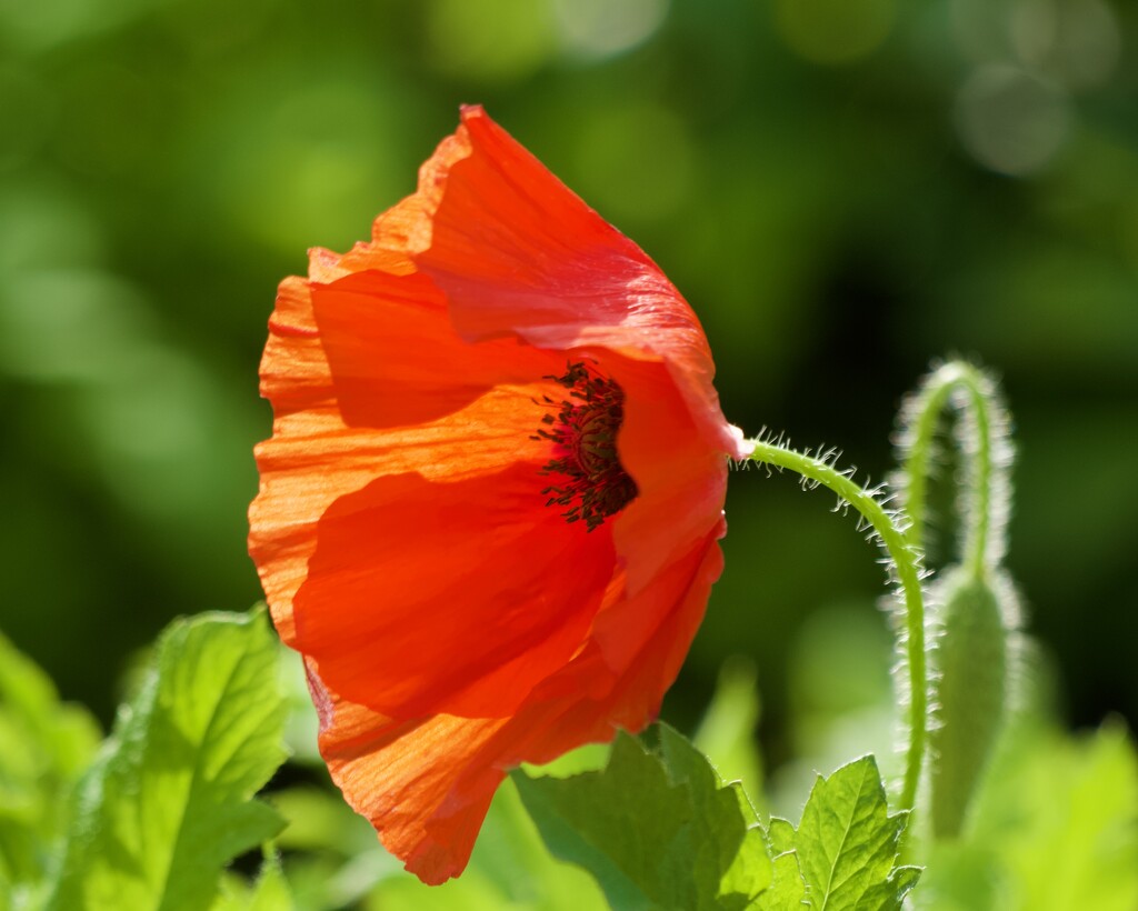 A Slightly Backlit Poppy P7172392 by merrelyn