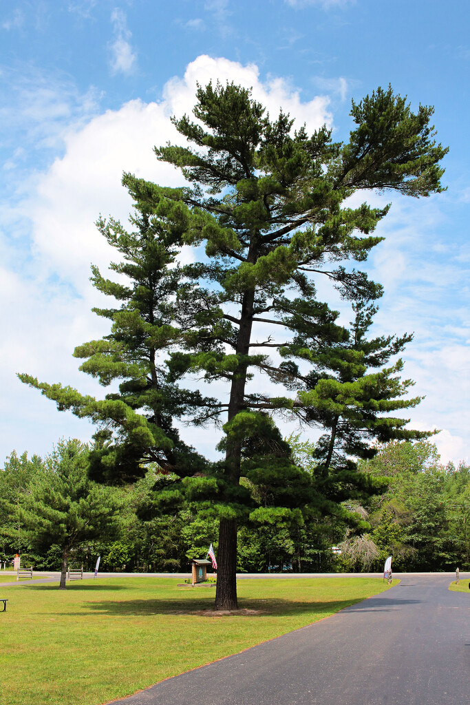 Michigan's State Tree by juliedduncan