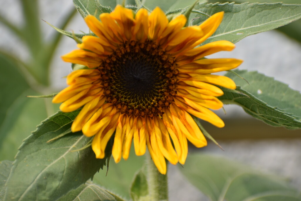 First Sunflower Blossom In My Smallest Flowerbed by bjywamer