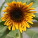 First Sunflower Blossom In My Smallest Flowerbed by bjywamer