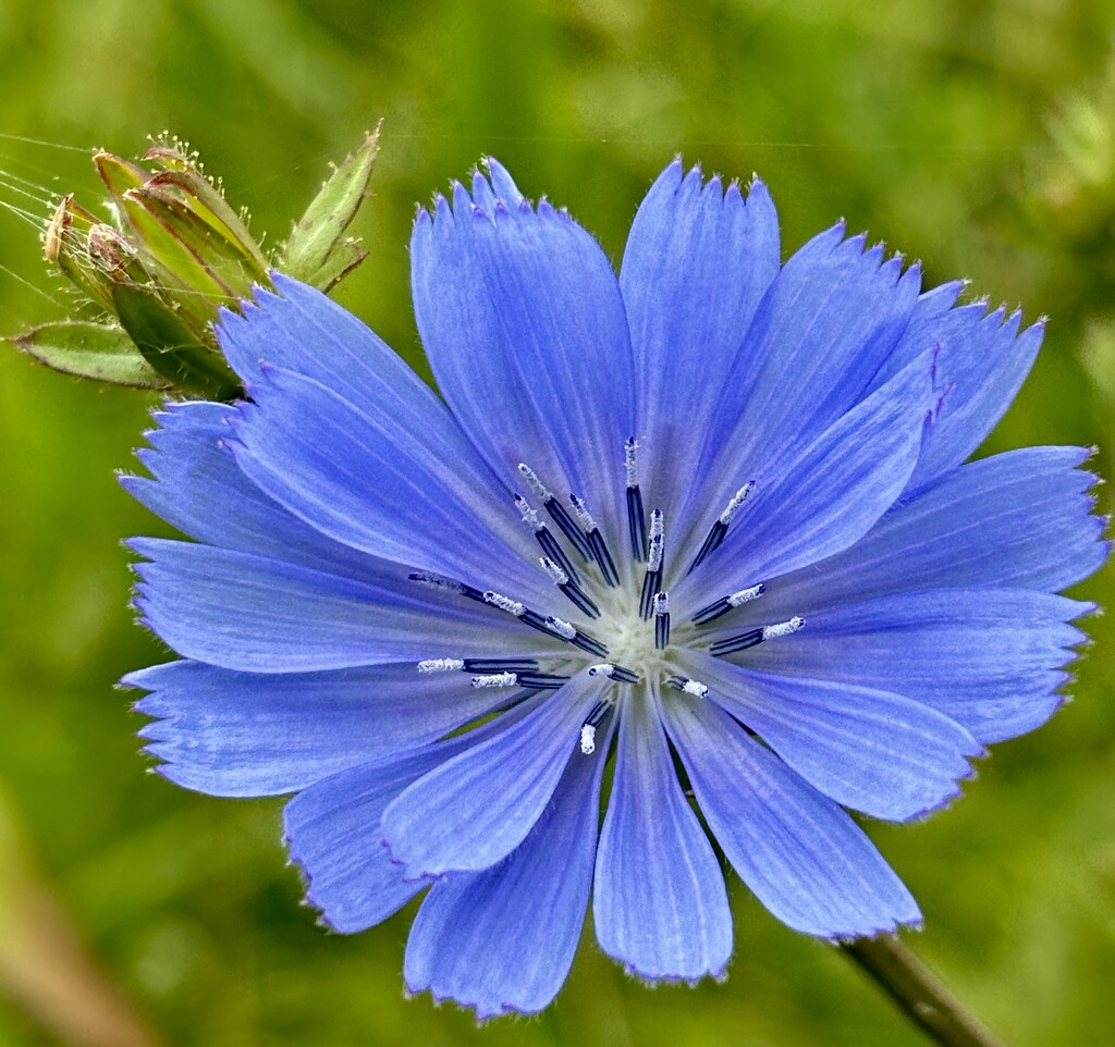 Time for chicory by lizgooster