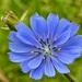 Time for chicory by lizgooster