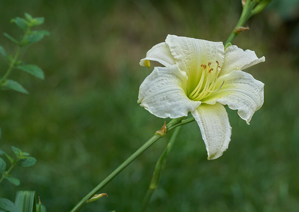 Vanilla Fluff Daylily by gardencat