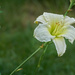 Vanilla Fluff Daylily by gardencat