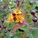 Hypericum  by 365projectorgjoworboys