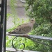 M Is for Mourning Dove by spanishliz