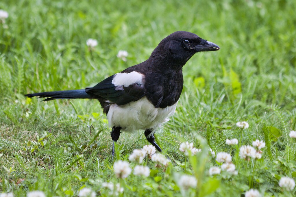 Magpie by okvalle