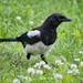 Magpie by okvalle