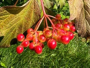 17th Jul 2024 - Viburnum