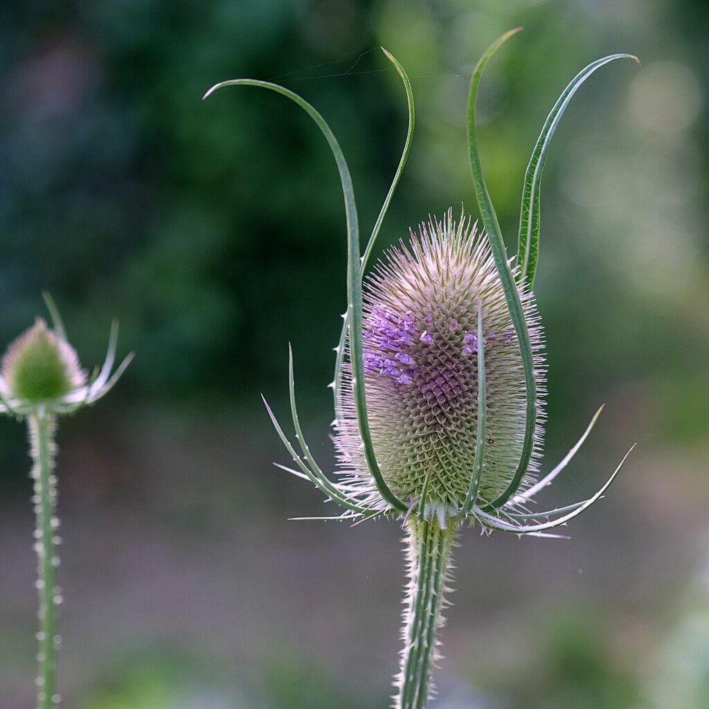 teasel by kametty