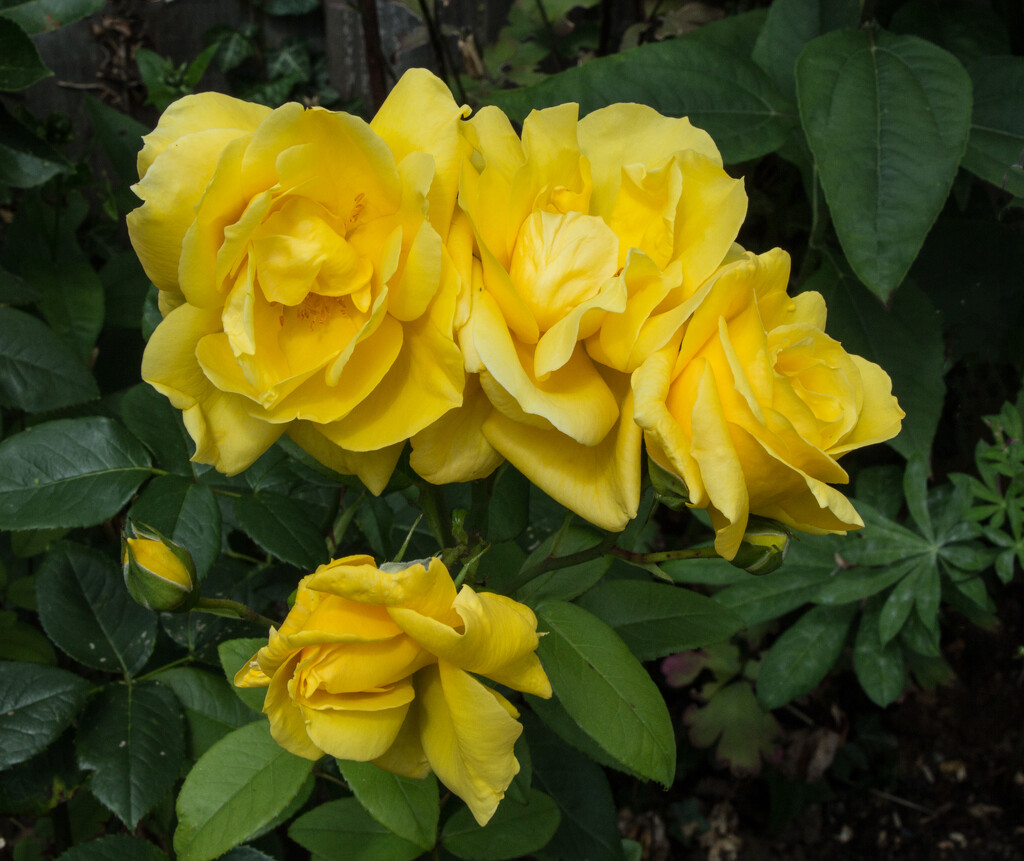 Yellow roses by busylady