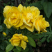 Yellow roses by busylady