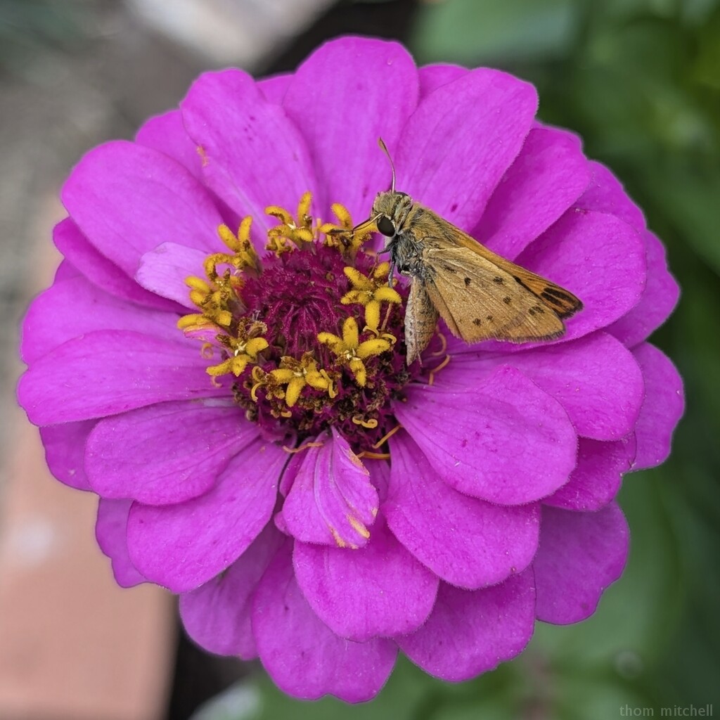 Fiery Skipper on Zinnia by rhoing