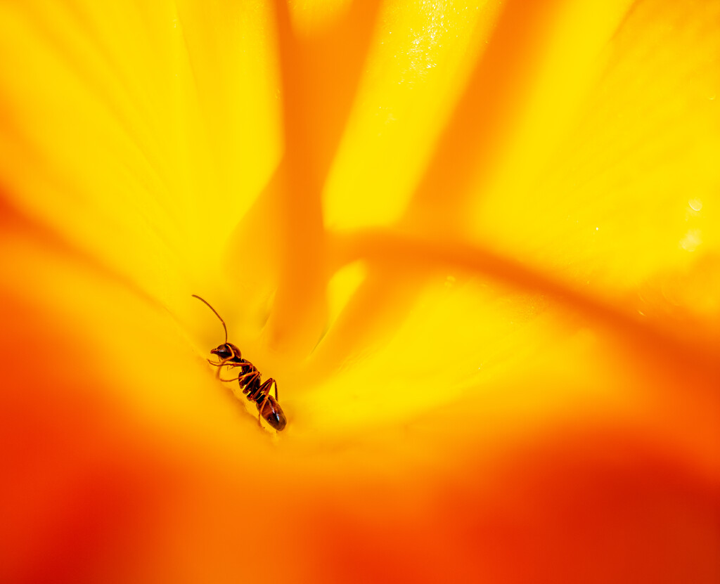 Ant Deep in a Daylily by jnewbio