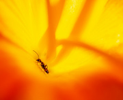 17th Jul 2024 - Ant Deep in a Daylily