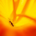 Ant Deep in a Daylily by jnewbio