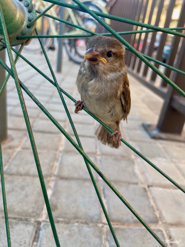 Young sparrow by monicac