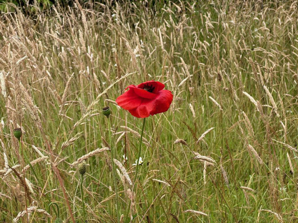 Lone Poppy by 365projectmaxine