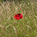 Lone Poppy by 365projectmaxine