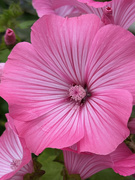 16th Jul 2024 - Lavatera