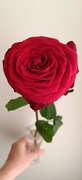 17th Jul 2024 - Red rose