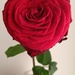 Red rose