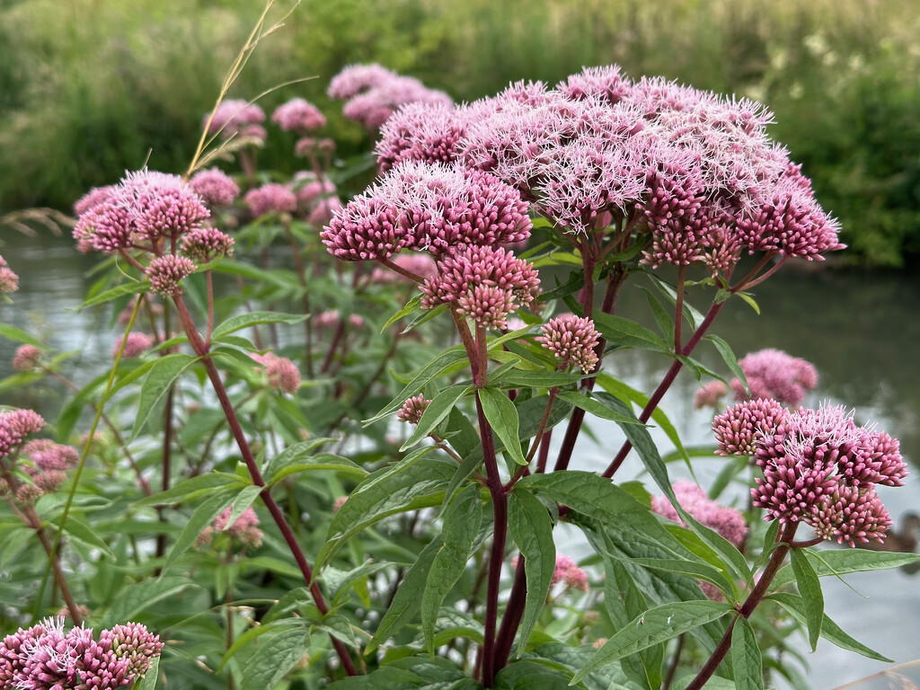 Hemp Agrimony by 365projectmaxine