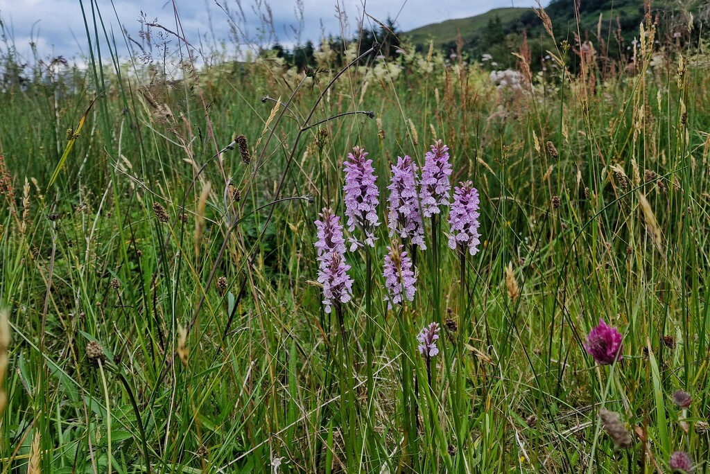 wild orchids by christophercox