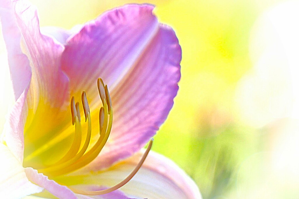 Daylily  by lynnz