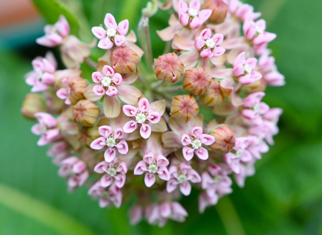 Milkweed Bloom by lynnz