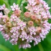 Milkweed Bloom by lynnz