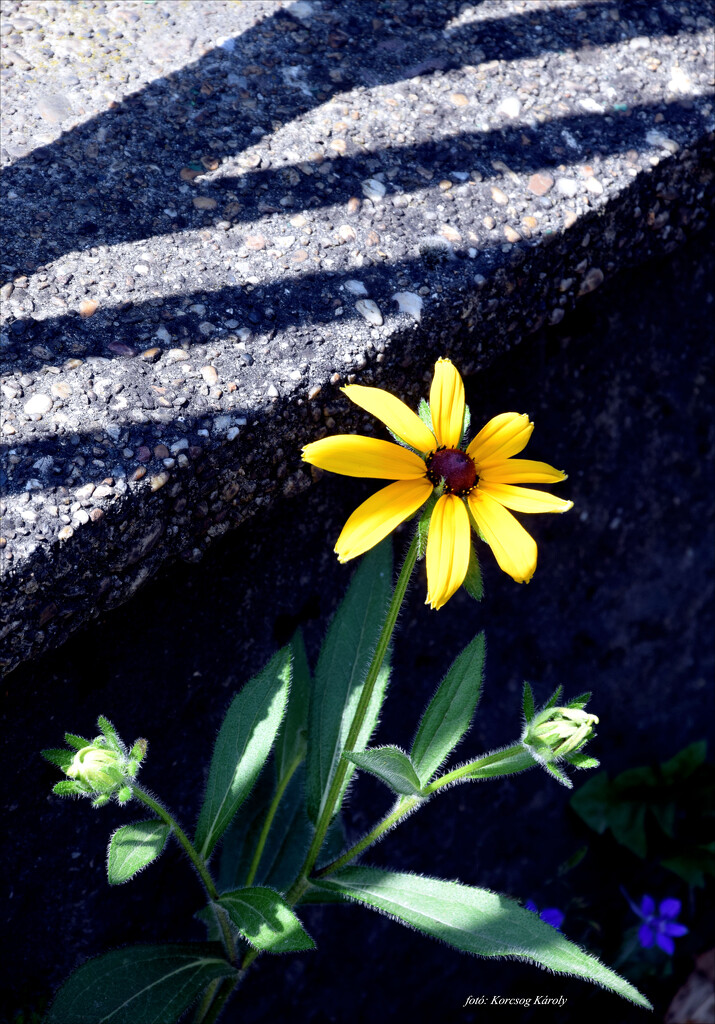 Roadside flower by kork