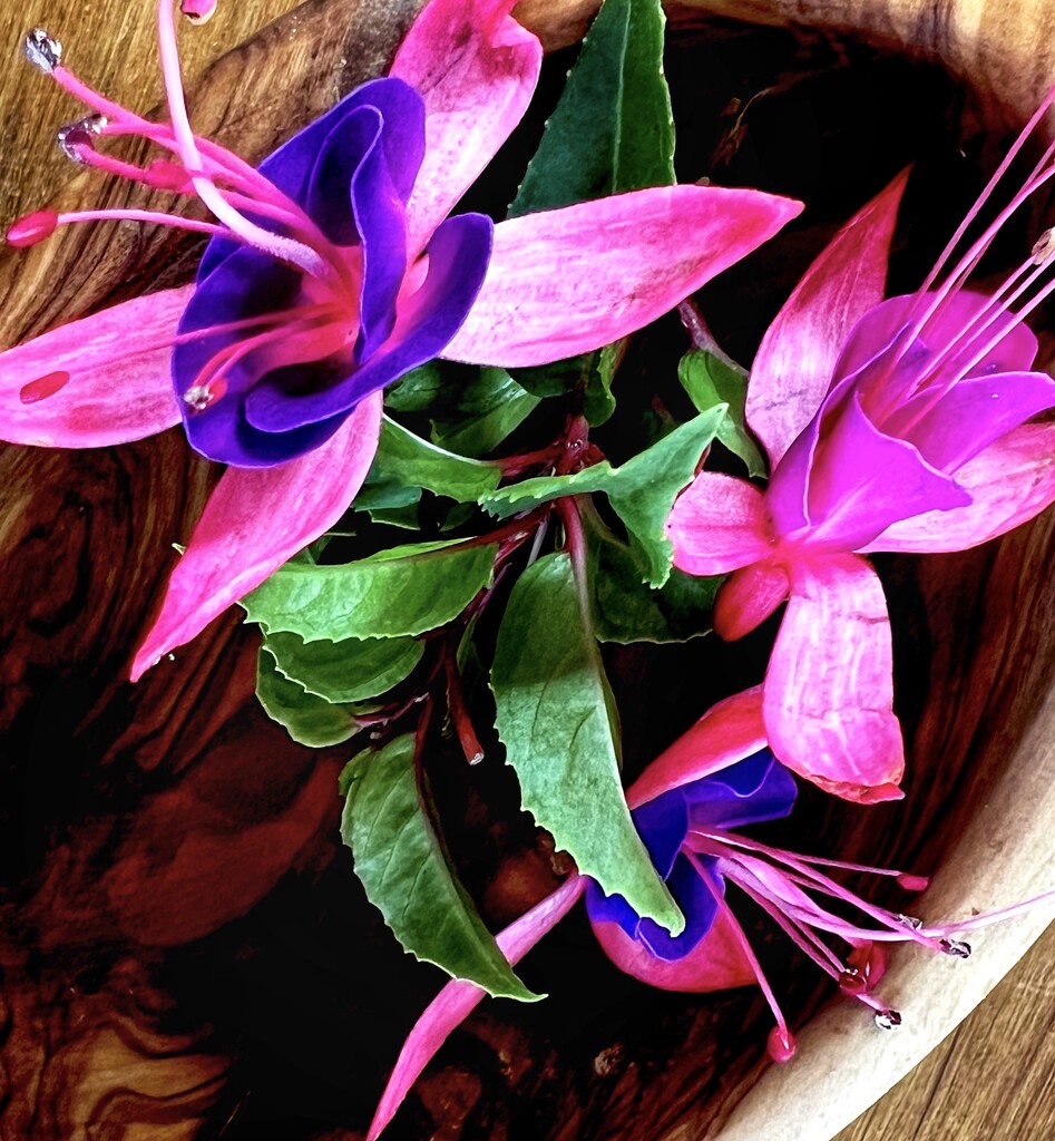 Fuchsia in a bowl  by rensala