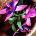 Fuchsia in a bowl  by rensala