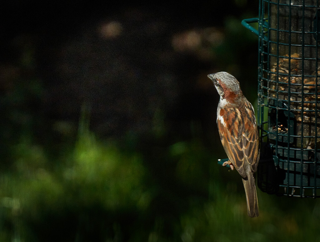 Just a Sparrow by gardencat