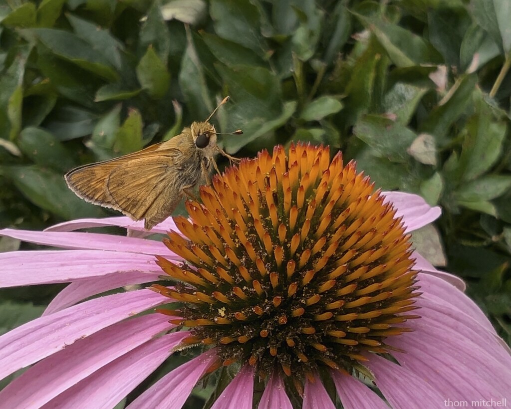 Sachem on Coneflower by rhoing